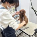 김포애견미용학원