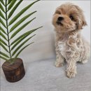 냥만스럽개 이미지