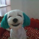 웃는강아지 이미지