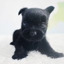 멍이몽이