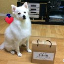 오도그 이미지