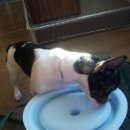 리치켄넬 이미지