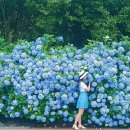 해금강로 이미지