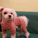 코소코소 꿍이네 네이버블로그