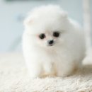 말랑말랑 이미지