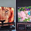 Beauty in Dog's 이미지