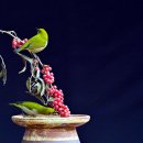 보리수(동박새) 이미지