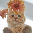 나만 없어 고양이 이미지