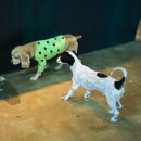 어반도그(URBAN DOG) 이미지