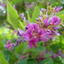 조록싸리꽃[싸리나무효능](콩과(─科 Fabaceae)에 속하는 낙엽관목.) 이미지