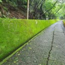 YOLO갈맷길 8코스 이미지