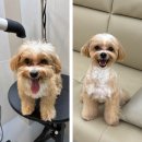 테디펫 | 말티푸 테디컷 깔끔해졌죠? 대전 서구 강아지미용샵 도미에르펫