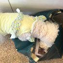 꿈이랑펫 이미지