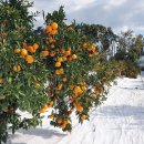 돌속농장 이미지