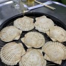 모녀가리비 이미지