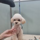 호다닥쑥 이미지