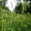 강아지풀 이미지