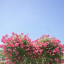 작천정달빛야영장 이미지