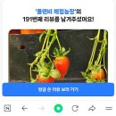 임해농장 | 부산 딸기체험 농장 플랜비에서 딸기따기, 딸기라떼와 딸기화분 만들기