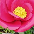 섬마을막걸리 이미지