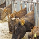 토종한우농장 이미지