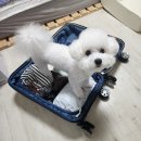 도기캠프 | 강원도 애견 펜션 도기도기 캠프 feat.장점이 넘 많아!