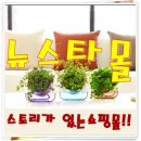 뉴스타몰