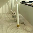 나비 | 성남 고양이 미용 나비살롱 후기 고양이 무마취 미용 목욕 비용