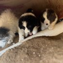 폼스하우스 이미지