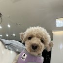 퍼피파라다이스 이미지