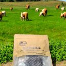 가나안농장 | 🍖 “붉은 육포 = 색소?” 진짜는 검은 한우육포였습니다 (가나안한우 실제 시식 후기)