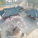 매화꽃필무렵 민박 | 경남 매화 명소 🌸 산청 가볼만한곳 여행 코스 카페 추천 5곳