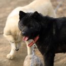 자두랑 호두랑 이미지