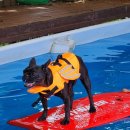 두리멍쉴 애견유치원 이미지