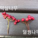 가막살나무&덜꿩나무 비교 이미지