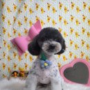 주견야DOG 이미지