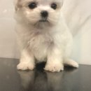 아이러브 독 이미지