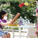 에버로즈 이미지