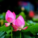 연꽃향기 이미지