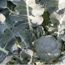 꽃봉우리 이미지