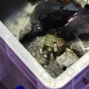 4공단로1L-61 | [내돈내산] 경남 진주 벤틀리 아쿠아 | 수초 수족관