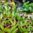 드리밍하우스 이미지