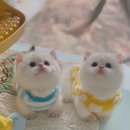먼치킨샵