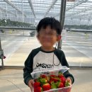 형농장 | 용인 신상 딸기농장 아빠와딸기 프리미엄 설향 비타베리 딸기따기 체험 이야기