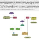 Re:Re: Mechanisms Linking Inflammation to Insulin Resistance 이미지