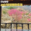 삽시도마을버스운영위원회 | 26년 광양매화축제 날짜 주차장 개화시기 직접 다녀온 후기