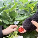 마치세월교 | [보령의봄] "보령팜 딸기체험" "대천바다 갈매기보기"