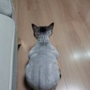예뻐질개 | 고양이 첫미용 후기!