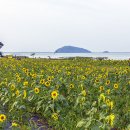 난정리(해바라기정원) 이미지