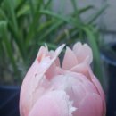 peony 이미지